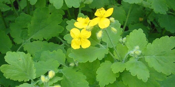 celandine is an herb for removing papillomas