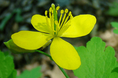 celandine herbal flower to remove papilloma